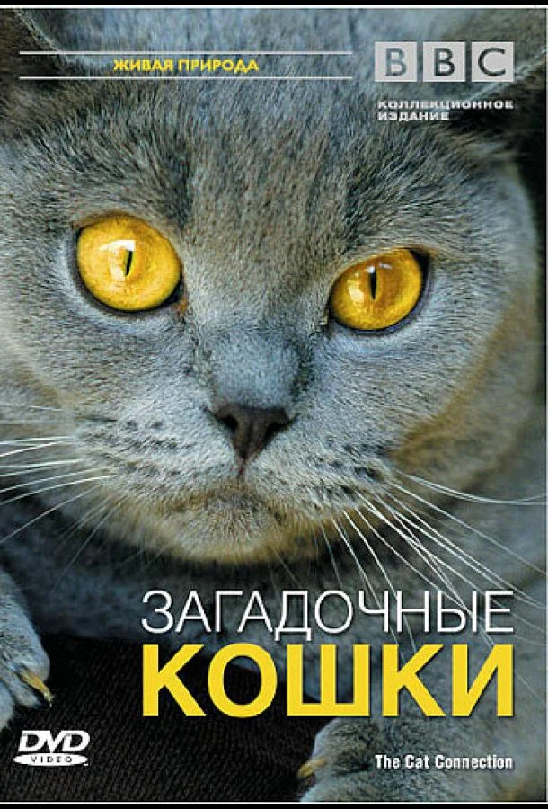 смотреть BBC: Загадочные кошки Фильм(2002)